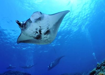 Nusa Penida sznorkeling túra – manta rája les